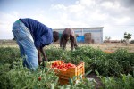 Raccolta del pomodoro, pratica a rischio caporalato