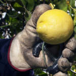Limone di Siracusa Igp, il marchio di tutela è stato ottenuto nel 2000