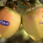 MelaSì, la mela "gemella diversa" prodotto dal Consorzio Melinda, che aiuta a combattere lo spreco alimentare