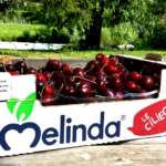Le ciliegie prodotte dal Consorzio Melinda si annunciano di grande qualità