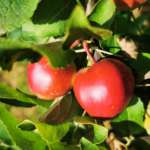 Galbusera Bianca produce 120 varietà di mele, di cui molte sono antiche cultivar