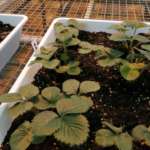Excalibur, test su patogeni di piante di fragole e pomodori in serra