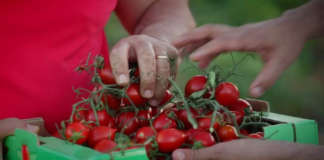 Il pomodoro Buttiglieddru ha una caratteristica forma allungata