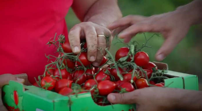 Il pomodoro Buttiglieddru ha una caratteristica forma allungata