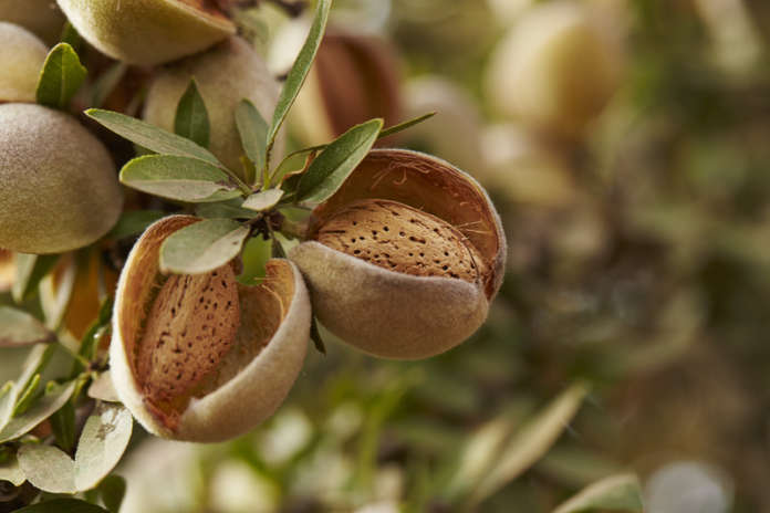 Cresce la richiesta di mandorla made in Italy