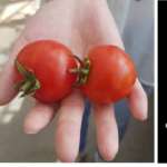 Il pomodoro mutato con la tecnica del genome editing è fonte di vitamina D