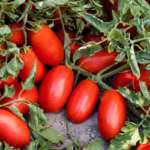 Fantix, la nuova varietà di pomodoro per l'industria sviluppata da Syngenta
