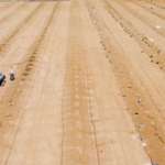 Campi di cereali coltivati ad avocado con il progetto sviluppato da Persea