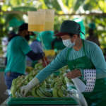 Produttori di banane in Perù, una delle filiere Fairtrade