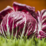 Radicchio rosso Cultiva