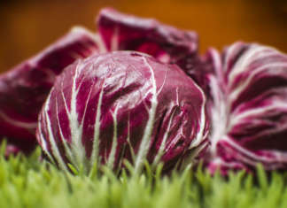 Radicchio rosso Cultiva