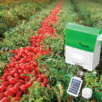 Trapview applicata alla coltivazione di pomodoro da industria