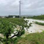 Frutteti sommersi in Romagna per l'alluvione