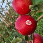Raccolta della mela Crimson Snow