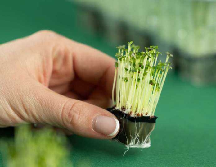 Una microgreen di CiboCi