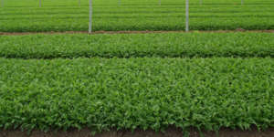 Coltivazioni di rucola Op Sole e Rugiada