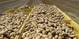 La raccolta 2024 delle patate per Apofruit ha rese produttive in linea con le aspettative