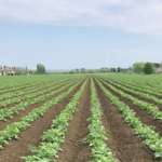 Raccolta di patate in campo aperto