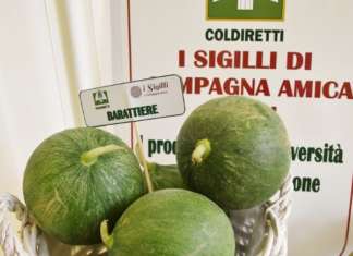 Il Barattiere, ortaggio tradizionale della Puglia, ha la consistenza di un melone e il sapore del cetriolo fresco