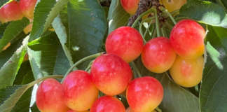 La ciliegia bicolore Tip Top commercializzata con il marchio Skylar Rae