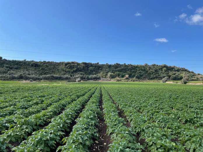 Campi coltivate di patate Selenella