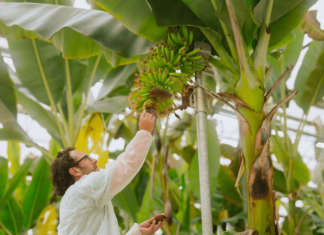 Chiquita all'avanguardia per la produzione di banane sostenibili e resistenti al climate change