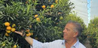 Natalino Gallo, presidente Op Agricor di Corigliano Rossano