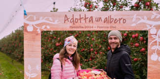 La raccolta di mele Pink Lady nel frutteto grazie al progetto Adotta un albero